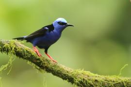 Błękitniczek czerwononogi - Cyanerpes cyaneus - Red-legged Honeycreeper