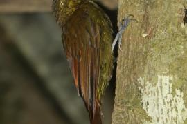 Mieczonos ciemnogłowy - Xiphorhynchus erythropygius - Spotted Woodcreeper