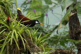 Kacykowiec aztecki - Psarocolius montezuma - Montezuma Oropendola