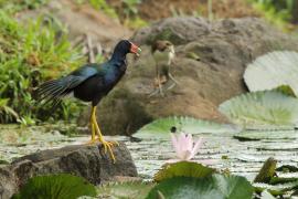 Sułtanka amerykańska - Porphyrio martinica - Purple Gallinule