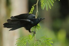 Wilgowron meksykański - Quiscalus mexicanus - Great-tailed Grackle