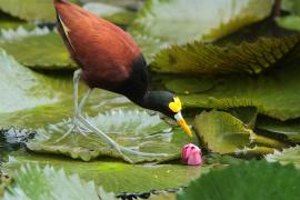 Długoszpon żółtoczelny - Jacana spinosa - Northern Jacana