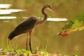 Czapla modra - Ardea herodias - Great Blue Heron