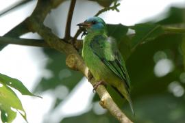 Cukrownik niebieski - Dacnis cayana - Blue Dacnis