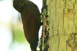 Łaziec kreskowany - Xiphocolaptes promeropirhynchus - Strong-billed Woodcreeper