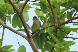 Elenia żółtobrzucha - Elaenia flavogaster - Yellow-bellied Elaenia