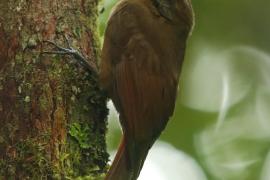 Łażczyk okopcony - Dendrocincla fuliginosa - Line-throated Woodcreeper