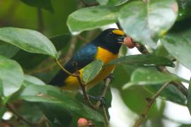 Organka białorzytna - Euphonia minuta - White-vented Euphonia