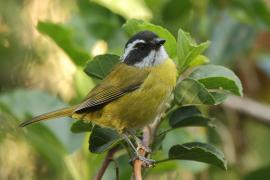 Zieleniec białobrewy - Chlorospingus pileatus - Sooty-capped Bush-Tanager