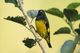 Czyż żółtobrzuchy - Carduelis xanthogastra - Yellow-bellied Siskin