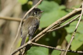 Empidonka czarnogłowa - Empidonax atriceps - Black-capped Flycatcher