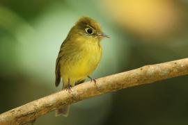 Empidonka żółtobrzucha - Empidonax flaviventris - Yellow-bellied Flycatcher