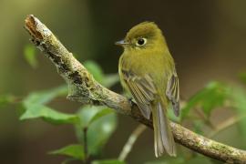 Empidonka żółtobrzucha - Empidonax flaviventris - Yellow-bellied Flycatcher