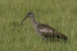 Ibis białowąsy - Bostrychia hagedash - Hadada Ibis