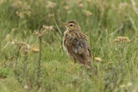 Świergotek cynamonowy - Anthus cinnamomeus - African Pipit
