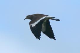 Czajka czarnoskrzydła - Vanellus melanopterus - Black-winged Lapwing