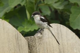 Dzierzba białobarkowa - Lanius collaris - Southern Fisca