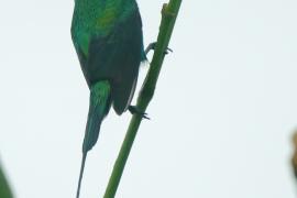 Nektarnik malachitowy - Nectarinia famosa - Malachite Sunbird