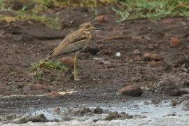 Kulon nadwodny - Burhinus vermiculatus - Water Thick-knee