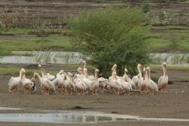 Pelikan różowy - Pelecanus onocrotalus - Great White Pelican