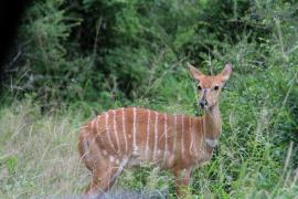 Nyala - samica.