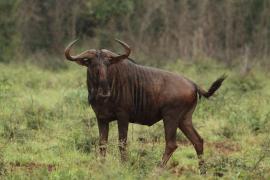 Gnu w Parku Narodowym Mkhuze.