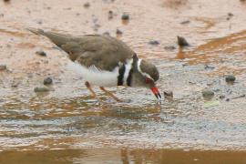 Sieweczka śniada - Charadrius tricollaris - Three-banded Plover