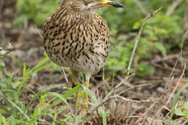 Kulon plamisty - Burhinus capensis - Spotted Thick-knee
