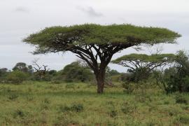 Sawanna na terenie P.N.Mkhuze