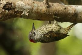 Dzięciolik złotosterny - Geocolaptes abingoni - Golden-tailed Woodpecker