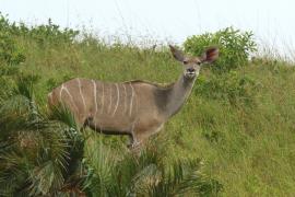 Kudu.