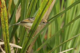 Chwastówka rechocząca - Cisticola chiniana - Rattling Cisticola