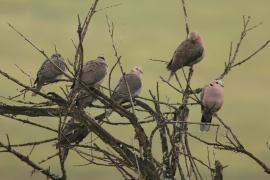 Synogarlica czerwonooka - Streptopelia semitorquata - Red-eyed Dove