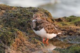 Kamusznik - Arenaria interpres - Ruddy Turnstone