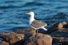 Mewa żółtonoga - Larus fuscus - Lesser Black-backed Gull