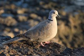 Sierpówka - Streptopelia decaocto - Eurasian Collared Dove