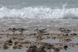 Piaskowiec - Calidris alba - Sanderling