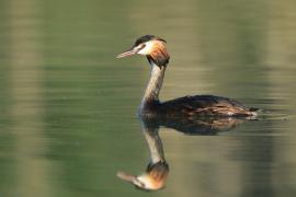 Perkoz dwuczuby - Podiceps cristatus - Great Crested Grebe