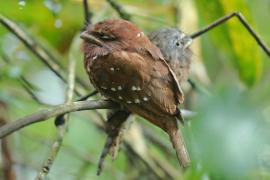 Gębal cejloński - Batrachostomus moniliger - Sri Lankan Frogmouth