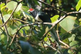 Kukuła białobrzucha - Phaenicophaeus pyrrhocephalus - Red-faced Malkoha