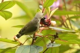 Kwiatówka jasnodzioba - Dicaeum erythrorhynchos - Pale-billed Flowerpecker