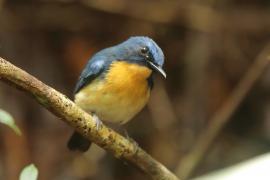 Niltawa trójbarwna - Cyornis tickelliae - Tickell's Blue Flycatcher