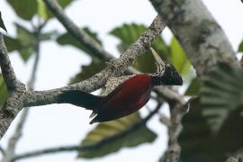 Sułtan szkarłatny - Chrysocolaptes stricklandi - Crimson-backed Flameback