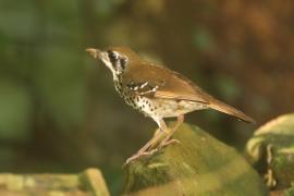 Drozdaczek plamoskrzydły - Geokichla spiloptera - Spot-winged Thrush