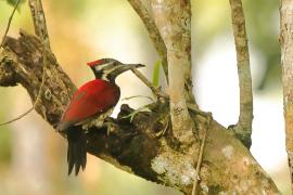 Sułtanik żółtogrzbiety - Dinopium benghalense - Black-rumped Flameback