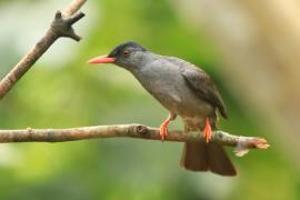 Szczeciak granatowy - Hypsipetes leucocephalus - Black Bulbul