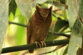 Syczek cejloński - Otus thilohoffmanni - Serendib Scops Owl