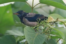 Pasterz - Sturnus roseus - Rosy Starling