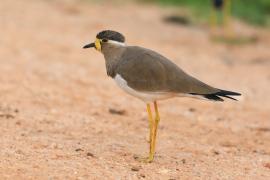 Czajka brunatna - Vanellus malabaricus - Yellow-wattled Lapwing