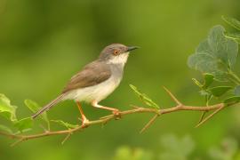 Prinia śniada - Prinia hodgsonii - Grey-breasted Prinia